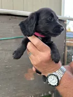 Puppy #3, a female Miniature Dachshund for sale in Cedar Bluff, AL – 3 of 4