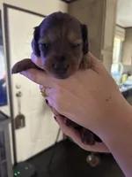 Dachshund #3, a male Miniature Dachshund for sale in Cedar Bluff, AL – 3 of 3