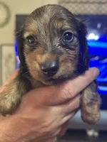 Puppy # 4 , a male Miniature Dachshund for sale in Cedar Bluff, AL – 3 of 4