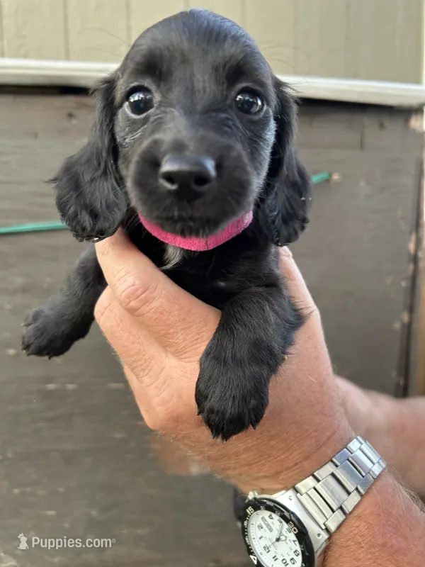 Puppy #3 – Miniature Dachshund puppy for sale in Cedar Bluff, AL