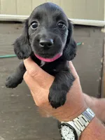 Puppy #3, a female Miniature Dachshund for sale in Cedar Bluff, AL – 1 of 4