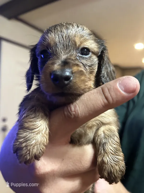 Puppy #3 – Miniature Dachshund puppy for sale in Cedar Bluff, AL