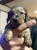Puppy #3, a female Miniature Dachshund for sale in Cedar Bluff, AL – 1 of 5