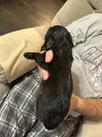 Puppy #2, a female Miniature Dachshund for sale in Cedar Bluff, AL – 3 of 4
