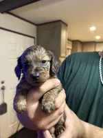 Puppy #3, a female Miniature Dachshund for sale in Cedar Bluff, AL – 2 of 5