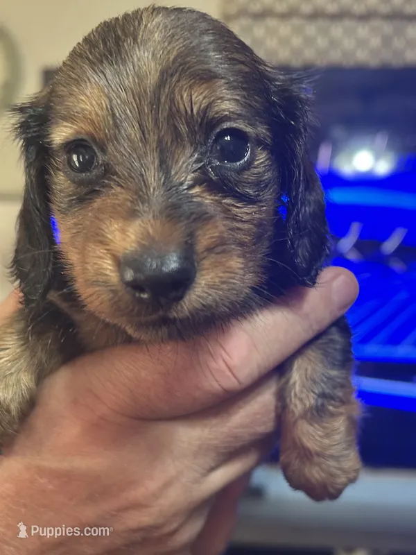 Puppy # 4  – Miniature Dachshund puppy for sale in Cedar Bluff, AL