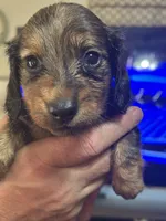 Puppy # 4 , a male Miniature Dachshund for sale in Cedar Bluff, AL – 1 of 4