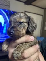 Puppy #3, a female Miniature Dachshund for sale in Cedar Bluff, AL – 4 of 5