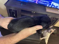 Puppy # 1, a male Miniature Dachshund for sale in Cedar Bluff, AL – 4 of 4