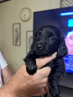 Puppy # 1, a male Miniature Dachshund for sale in Cedar Bluff, AL – 2 of 4