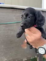 Puppy #3, a female Miniature Dachshund for sale in Cedar Bluff, AL – 2 of 4