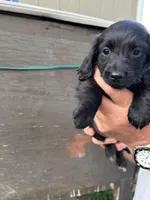 Puppy #3, a female Miniature Dachshund for sale in Cedar Bluff, AL – 4 of 4