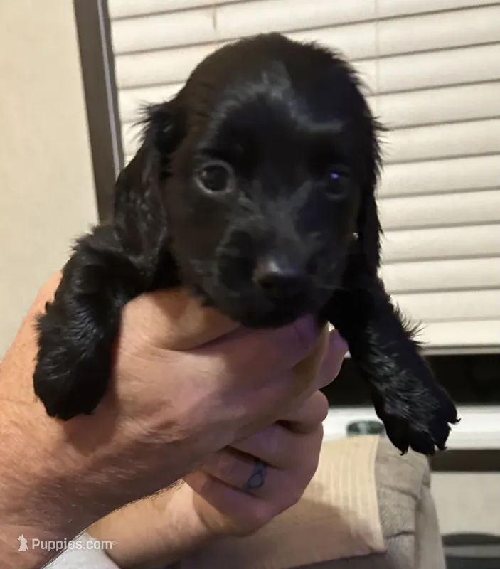 Puppy #2 – Miniature Dachshund puppy for sale in Cedar Bluff, AL