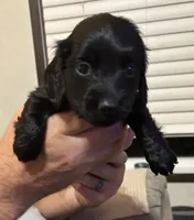 Puppy #2, a female Miniature Dachshund for sale in Cedar Bluff, AL – 1 of 4