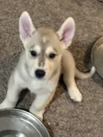 Dash, a male Siberian Husky and Golden Retriever for sale in Dallas, TX – 2 of 4