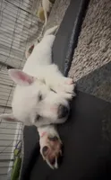 Max, a male Siberian Husky and Golden Retriever for sale in Dallas, TX – 3 of 6