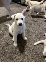 Max, a male Siberian Husky and Golden Retriever for sale in Dallas, TX – 6 of 6