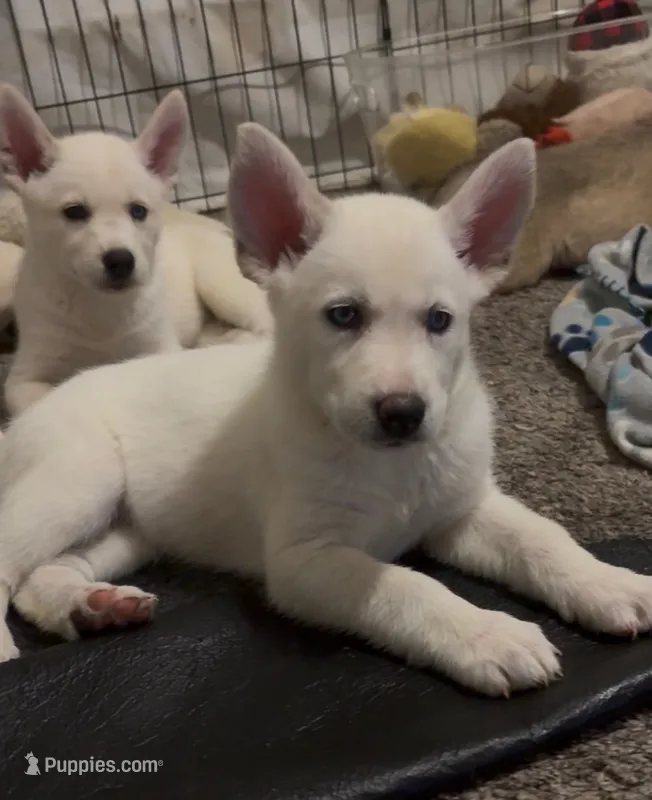 Max – Siberian Husky, Golden Retriever puppy for sale in Dallas, TX