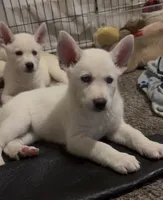 Max, a male Siberian Husky and Golden Retriever for sale in Dallas, TX – 1 of 6