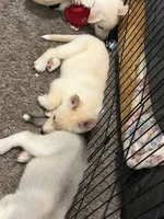 Ruby, a female Siberian Husky and Golden Retriever for sale in Dallas, TX – 5 of 5