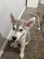 Hunter, a male Siberian Husky and Golden Retriever for sale in Dallas, TX – 3 of 3