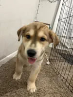 Ritz, a male Siberian Husky and Golden Retriever for sale in Dallas, TX – 2 of 2