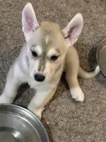 Dash, a male Siberian Husky and Golden Retriever for sale in Dallas, TX – 1 of 4