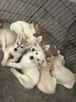Willow, a female Siberian Husky and Golden Retriever for sale in Dallas, TX – 2 of 3