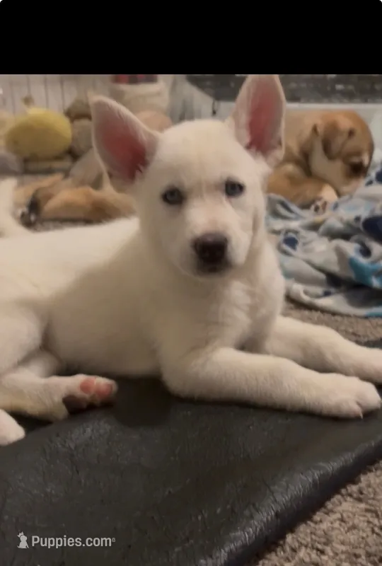 Cece – Siberian Husky, Golden Retriever puppy for sale in Dallas, TX