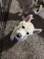 Trey, a male Siberian Husky and Golden Retriever for sale in Dallas, TX – 5 of 5