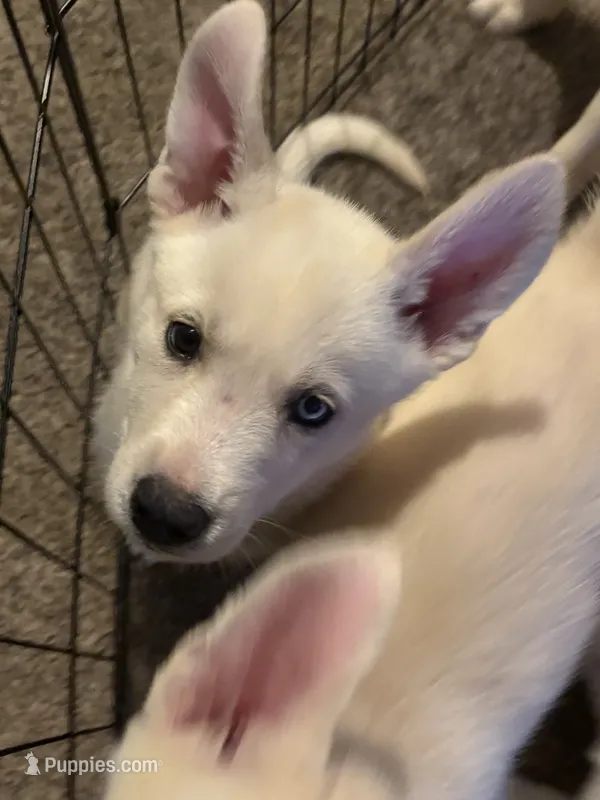 Willow – Siberian Husky, Golden Retriever puppy for sale in Dallas, TX