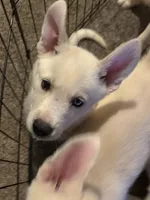 Willow, a female Siberian Husky and Golden Retriever for sale in Dallas, TX – 1 of 3