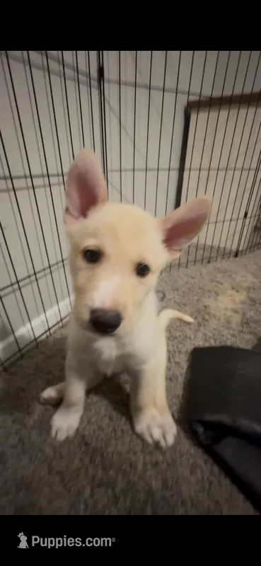 Ruby – Siberian Husky, Golden Retriever puppy for sale in Dallas, TX