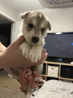 Dash, a male Siberian Husky and Golden Retriever for sale in Dallas, TX – 4 of 4