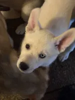 Willow, a female Siberian Husky and Golden Retriever for sale in Dallas, TX – 3 of 3