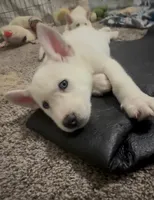 Max, a male Siberian Husky and Golden Retriever for sale in Dallas, TX – 5 of 6
