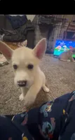Ruby, a female Siberian Husky and Golden Retriever for sale in Dallas, TX – 4 of 5