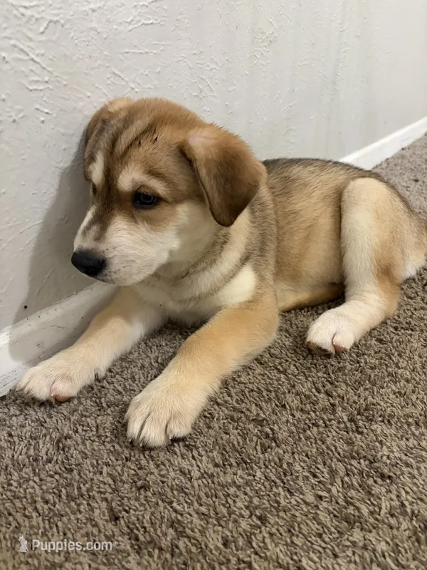 Ritz – Siberian Husky, Golden Retriever puppy for sale in Dallas, TX
