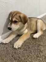 Ritz, a male Siberian Husky and Golden Retriever for sale in Dallas, TX – 1 of 2