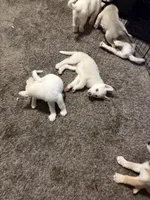 Cece, a female Siberian Husky and Golden Retriever for sale in Dallas, TX – 4 of 4