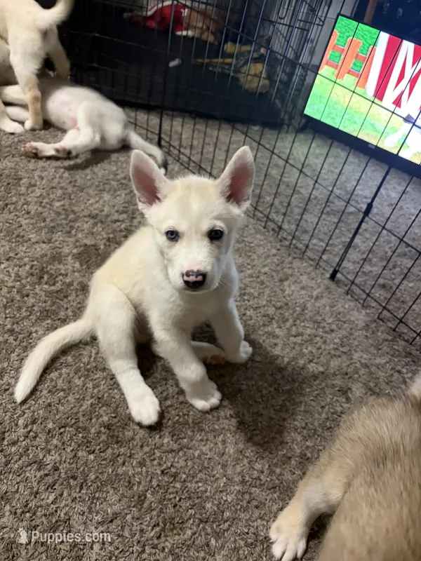 Trey – Siberian Husky, Golden Retriever puppy for sale in Dallas, TX