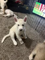 Trey, a male Siberian Husky and Golden Retriever for sale in Dallas, TX – 1 of 5