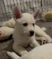 Cece, a female Siberian Husky and Golden Retriever for sale in Dallas, TX – 2 of 4