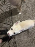 Trey, a male Siberian Husky and Golden Retriever for sale in Dallas, TX – 4 of 5