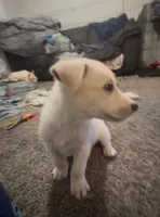 Ruby, a female Siberian Husky and Golden Retriever for sale in Dallas, TX – 2 of 5