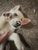 Trey, a male Siberian Husky and Golden Retriever for sale in Dallas, TX – 2 of 5