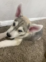 Hunter, a male Siberian Husky and Golden Retriever for sale in Dallas, TX – 2 of 3
