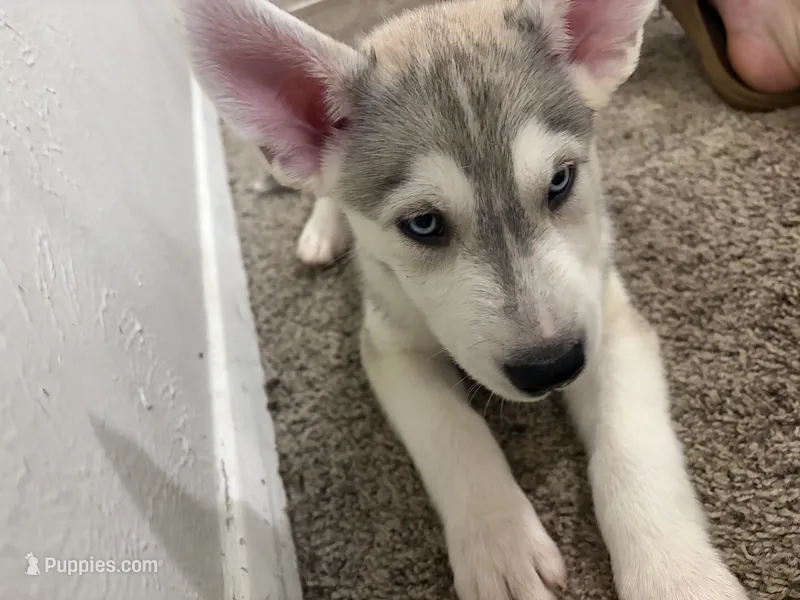Hunter – Siberian Husky, Golden Retriever puppy for sale in Dallas, TX