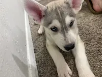 Hunter, a male Siberian Husky and Golden Retriever for sale in Dallas, TX – 1 of 3