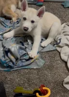 Trey, a male Siberian Husky and Golden Retriever for sale in Dallas, TX – 3 of 5